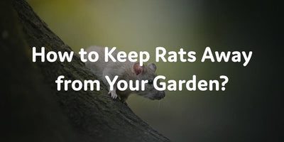 How to Keep Rats Away from Your Garden?