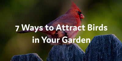 7 Ways to Attract Birds in Your Garden