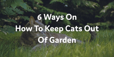 6 Ways On How To Keep Cats Out Of Garden