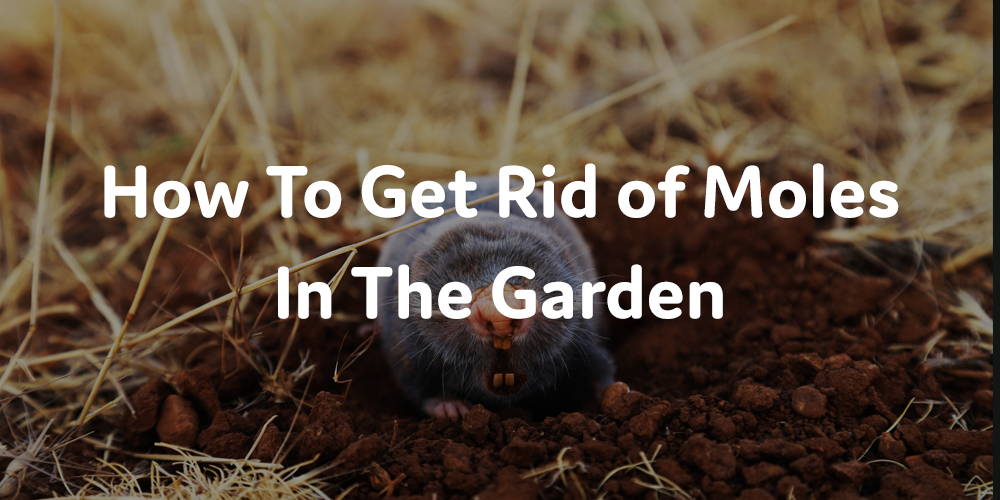 How To Get Rid of Moles In The Garden