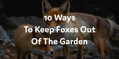 10 Ways To Keep Foxes Out Of The Garden