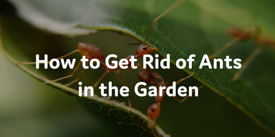 How to Get Rid of Ants in the Garden